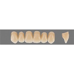 Vita Physiodens 3D, Lower, Anterior, Shade 2L25, Mould  L1S