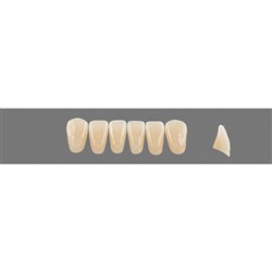 Vita Vitapan 3D, Lower, Anterior, Shade 1M1, Mould L13