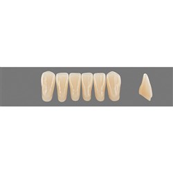 Vita Vitapan 3D, Lower, Anterior, Shade 1M1, Mould L15