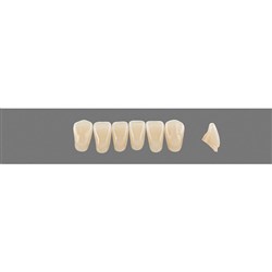 Vita Vitapan 3D, Lower, Anterior, Shade 1M1, Mould L3