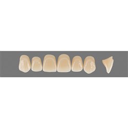Vita Vitapan 3D, Upper, Anterior, Shade 1M1, Mould X96