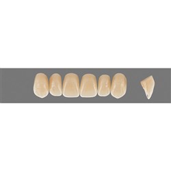 Vita Physiodens 3D, Upper Anterior, Shade 4R25, Mould T1S