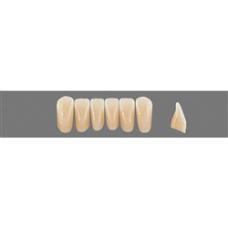 Vita Physiodens Classic, Lower, Anterior, Shade B2, Mould  L2M