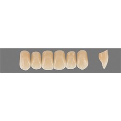 VITA Physiodens Classic, Upper Anterior, Shade B2, Mould O3M