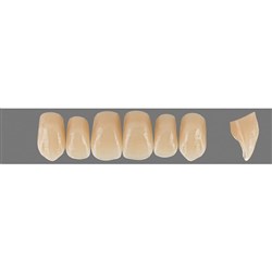 Vita Physiodens Classic, Upper, Anterior, Shade B2, Mould  O6L