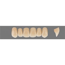 Vita Physiodens Classic, Upper, Anterior, Shade B2, Mould  T4M