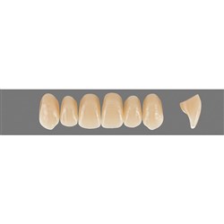 VITA Physiodens Classic, Upper Anterior, Shade B4, Mould O2L