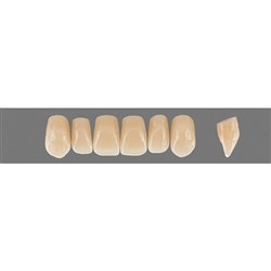 VITA Physiodens Classic, Upper Anterior, Shade C1, Mould T2S