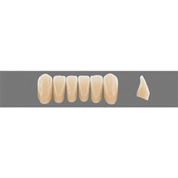 VITA Physiodens Classic, Lower Anterior, Shade C2, Mould L5M