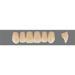 VITA Physiodens Classic, Upper Anterior, Shade C2, Mould T7M