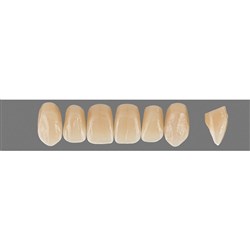 VITA Physiodens Classic, Upper Anterior, Shade D2, Mould O5L