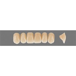 VITA Physiodens Classic, Upper Anterior, Shade D2, Mould Z1S