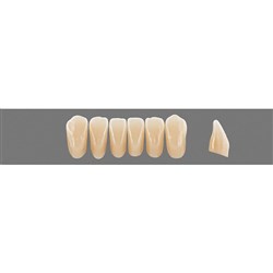 VITA Physiodens Classic, Lower Anterior, Shade D3, Mould L3M