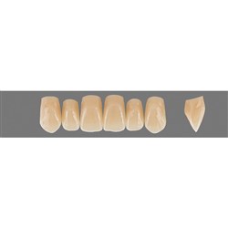 VITA Physiodens Classic, Upper Anterior, Shade D4, Mould T3M