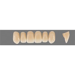 VITA Physiodens Classic, Upper Anterior, Shade D4, Mould T5M