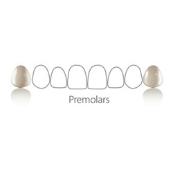 Coltene Componeer - Prefabricated Composite Shells - S Set - Upper Premolar - 14/24 - Enamel Universal, 2-Pack