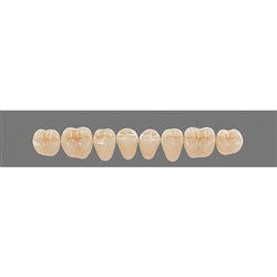 Vita Vitapan 3D, Lower, Posterior, Cuspiform, Shade 1M1, Mould 41CL