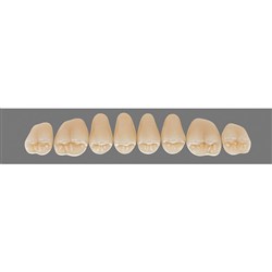 Vita Vitapan 3D, Upper, Posterior, Cuspiform, Shade 1M1, Mould 45CU