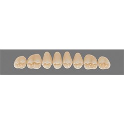 Vita Vitapan 3D, Upper, Posterior, Cuspiform, Shade 1M2, Mould 42CU