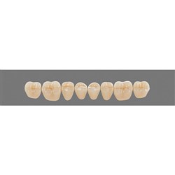 Vita Vitapan 3D, Lower, Posterior, Cuspiform, Shade 2M2, Mould 40CL