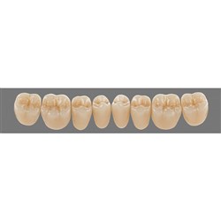 Vita Lingoform 3D, Lower, Posterior, Shade 2M3, Mould 24