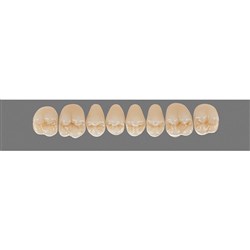 Vita Physiodens 3D Classic Upper, Posterior, Shade A1, Mould 21E