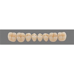 Vita Physiodens 3D Classic Lower, Posterior, Shade A1, Mould 22E