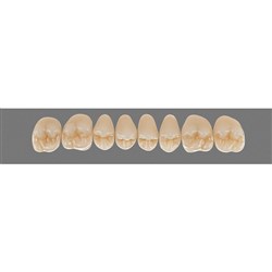 Vita Physiodens 3D Classic Upper, Posterior, Shade A1, Mould 22E