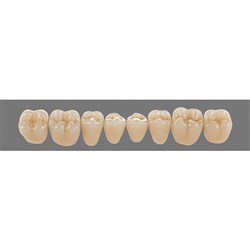Vita Physiodens 3D Classic Lower, Posterior, Shade A1, Mould 23E