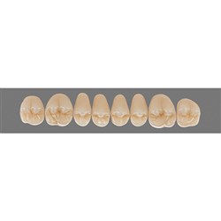Vita Physiodens 3D Classic Upper, Posterior, Shade A1, Mould 23E