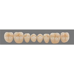 Vita Physiodens 3D Classic Lower, Posterior, Shade A1, Mould 24E