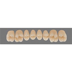 Vita Physiodens 3D Classic Upper, Posterior, Shade A1, Mould 24E