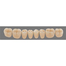 Vita Physiodens 3D Classic Lower, Posterior, Shade A1, Mould 25E