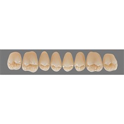 Vita Physiodens 3D Classic Upper, Posterior, Shade A1, Mould 25E