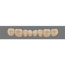 Vita Physiodens 3D Classic Lower, Posterior, Shade A2, Mould 20E