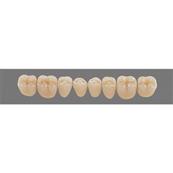 Vita Physiodens Classic, Lower, Posterior, Shade A4, Mould 21E