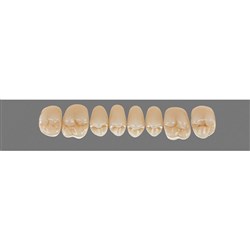 Vita Physiodens Classic, Upper Posterior, Shade D2, Mould 20E
