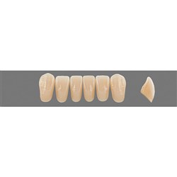 Vita Vitapan EXCELL 3D, Lower, Anterior, Shade 0M3, Mould L41