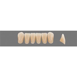 Vita Vitapan EXCELL Classical, Lower, Anterior, Shade D4, Mould L39