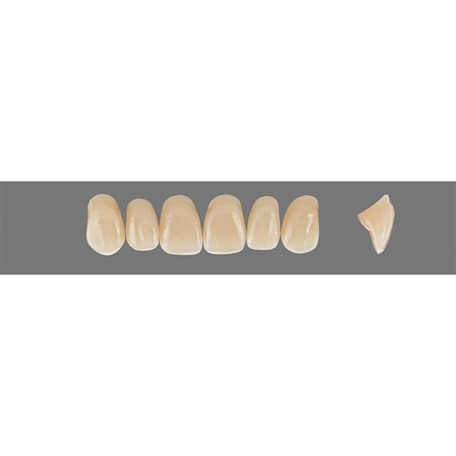 Vita Vitapan 3D, Upper, Anterior, Shade 1M1, Mould O34