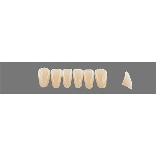 Vita Vitapan 3D, Lower, Anterior, Shade 1M1, Mould L13