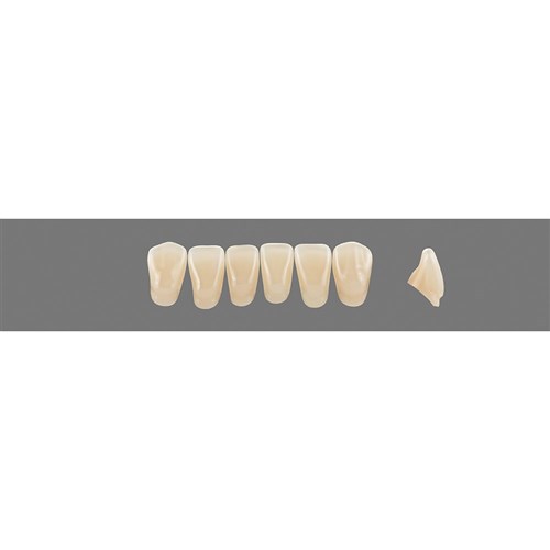 Vita Vitapan 3D, Lower, Anterior, Shade 1M1, Mould L3