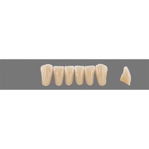 4L15 C3 Lower L37 Anterior