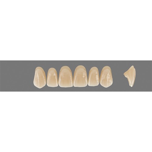 5M1 C4 Upper T43 Anterior