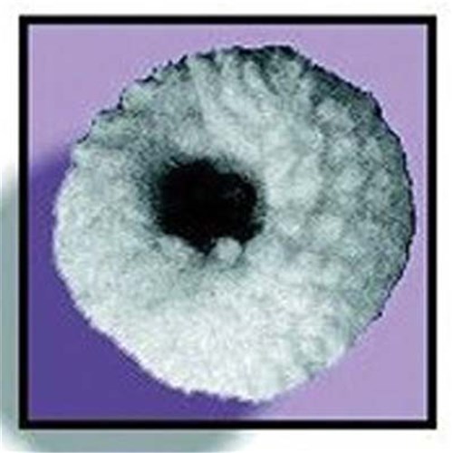 Attenborough Wool Buff - Large Plastic Stock