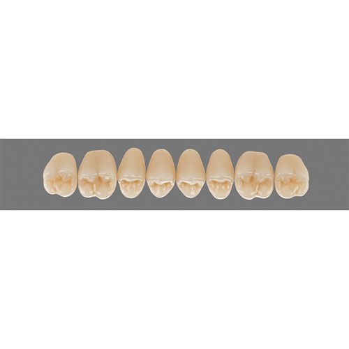 Vita Lingoform 3D, Upper, Posterior, Shade 1M1 B1, Mould  22