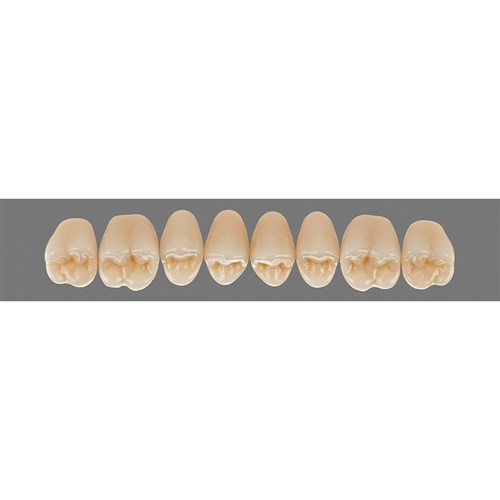 Upper 23L B2 Lingoform Teeth - Classical