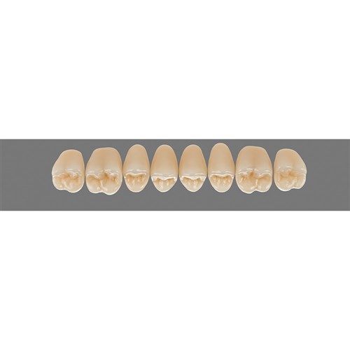 Upper 21L C2 Lingoform Teeth - Classical