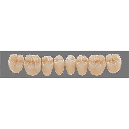 Lower 24L C2 Lingoform Teeth - Classical
