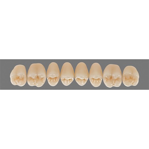 Upper 24L C2 Lingoform Teeth - Classical